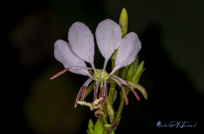 Drummonds Gaura Wildflower April 2020